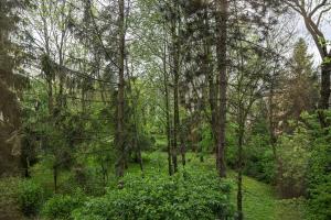 a wooded area with trees and green plants at APARTAMENT PARKOWY UL. RACLAWICKA in Krakow
