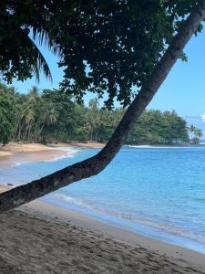 a palm tree on a beach with the ocean at Résidence Gabrielle in São Tomé