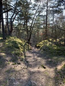 un camino de tierra en una zona boscosa con árboles en Na plażę przez las en Jantar