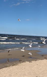 a flock of seagulls flying over the beach at Na plażę przez las in Jantar