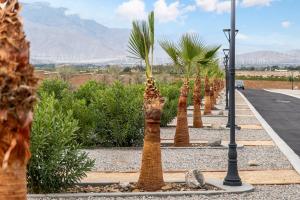 a row of palm trees on the side of a road at RV51-Lot-Paradise RV Park in Desert Hot Springs