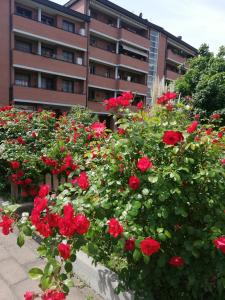 un montón de rosas rojas delante de un edificio en Parri 33 Bologna Fiera 4+1 Guest Parking on demand, en Bolonia
