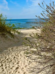 a sandy beach with trees and the ocean in the background at Dom wakacyjny Welle Dziwnów in Dziwnów