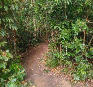 uma estrada de terra no meio de uma floresta em Espaço Ecológico Bosque Ava em Cavalcante