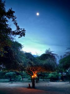a person sitting under a tree at night with the moon at Ego Swargarajje Yala Thissamaharama in Tissamaharama