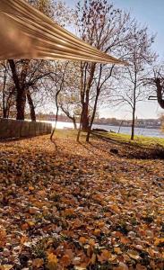 a person holding an umbrella over a pile of leaves at River House in Belgrade