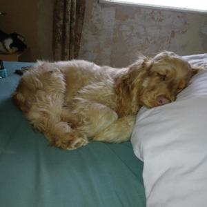 un gran perro marrón tirado en una cama en Blue Haven, en Westward Ho