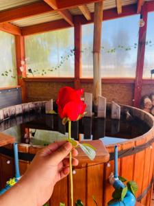 uma pessoa segurando uma rosa vermelha sobre uma mesa em El pantano de sherk y fiona em San José de la Mariquina