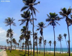 a group of palm trees on a beach with the ocean at Loft Praia de Armação in Salvador
