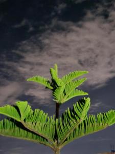 una planta verde frente a un cielo nublado en Spacious and Affordable Studio en Nairobi