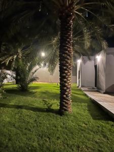 una palmera en un patio por la noche en شاليه الليوان, en Al Bukayriyah