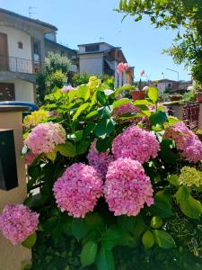 a bunch of pink flowers in front of a building at Casa ANNA in Montevarchi