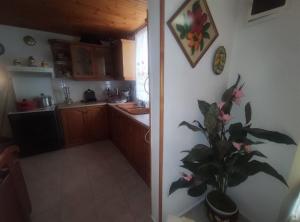 a kitchen with a plant in the corner of a room at Trikeri traditional cozy house in Trikeri