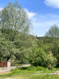 een groep bomen in een veld met een hemel bij La Grădina in Mehadia