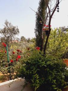 Φωτογραφία από το άλμπουμ του Gizli bir Cennet (A Hidden Paradise) στην Αττάλεια