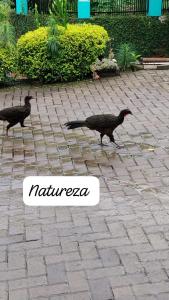 Animales en el departamento o alrededores