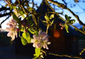a tree with pink flowers in front of a house at Apple blossom glamping in Kilkenny