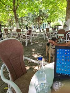 un chien se tient à côté d'une table avec un ordinateur portable dans l'établissement Salas potkovica, à Novi Sad