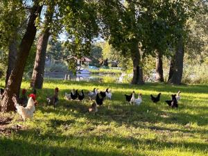 een groep kippen die in het gras in een veld lopen bij Ferienwohnung am Schwielochsee - b45298 in Schwielochsee