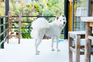 un cane bianco in piedi accanto a una panchina di Plum Eco House a Sa Pa