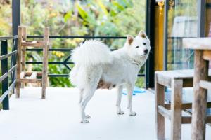 a white dog standing next to a bench at Plum Eco House in Sa Pa
