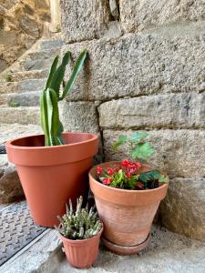 três vasos de plantas sentadas ao lado de uma parede de pedra em HÖTEL U SANTA MARIA em Olmeto