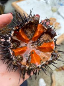 een hand van een persoon die een duriaans fruit vasthoudt met bij Chalet maisonette dans hameau calme in Bonifacio