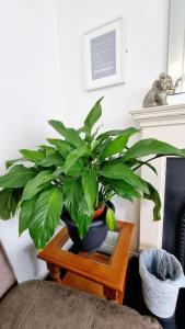 a plant in a pot sitting on a table at Causeway97 Townhouse in Portrush