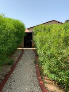 un chemin à travers un champ d'herbe haute dans l'établissement Villa Nemocotier, à Cap Skirring