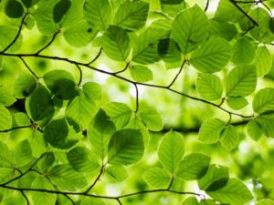 un grupo de hojas verdes en un árbol en Nordic Relax House - WoodHouse en Sjöbo