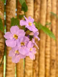 a bunch of purple flowers in front of a fence at Pousada Vila dos Corais - Taipu de Fora in Marau
