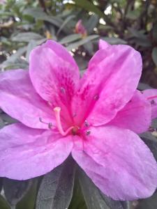 a close up of a pink flower at Shree Niwas in Darjeeling +21 photos