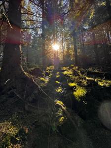 ein Wald, in dem die Sonne durch die Bäume scheint in der Unterkunft Chata pod Studničnou in Pec pod Sněžkou