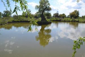 a tree sitting in the middle of a lake at Pensiunea HARTTAS in Maliuc
