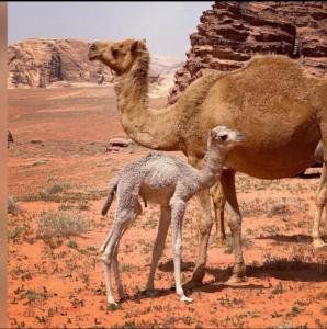 Động vật gần/tại căn hộ