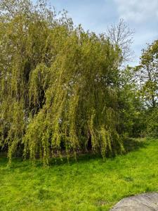 a weeping willow tree in a field of grass at Meaburns in Doncaster