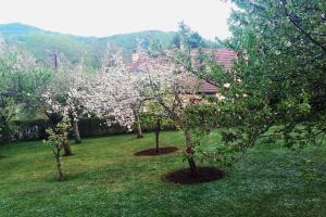 un grupo de árboles con flores blancas en un patio en Maison de montagne en Saint Firmin