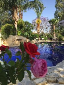 różowa róża przed basenem w obiekcie DEMICHANNA POOL HOUSE AND LUXURY SUITE WITH PRIVATE POOL w mieście Anarita