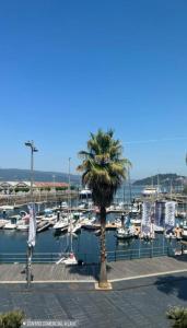 a palm tree next to a marina with boats at Disfruta de Exclusiva habitación privada, A 5 minutos de la playa in Vigo