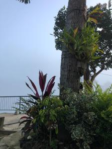 uma árvore com um monte de plantas em torno dela em Ella gama village guest house em Diyatalawa