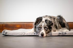 Et eller flere kæledyr der bor med gæster på Logan Lodge, Great Yarmouth - for your large group! + 31 billeder