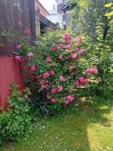 a bush of pink flowers next to a fence at Smeštaj Vesna in Bajina Bašta