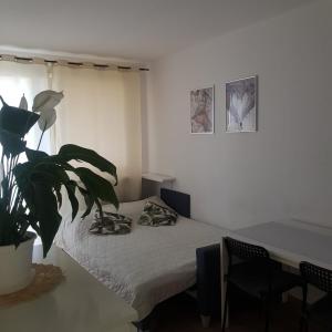 um quarto com uma cama e um vaso de plantas em krynicka em Breslávia
