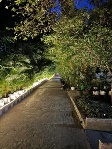 马西尼古蒂The Midway Jungle Resort的相册照片