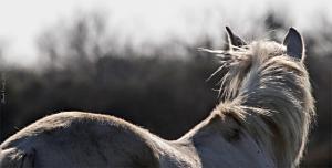 Altri animali domestici presso l'hotel o nei dintorni