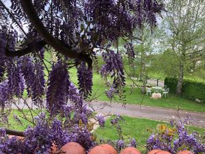 Une bande de fleurs violettes suspendues à un arbre dans l'établissement Gite de l'Ancheronne 12 couchages spa, à Lavans-sur-Valouse