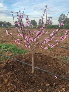a small tree with pink flowers in a field at Ferme de Saba in Tiflet