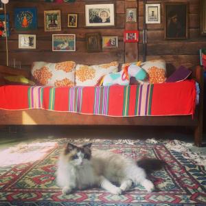 un gato tirado en el suelo frente a una cama en Azyl Sygontka en Sygontka