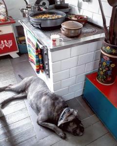 un perro tirado en el suelo frente a un horno en Azyl Sygontka en Sygontka