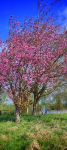 duas árvores com flores cor-de-rosa num campo em Furzehills Twin Lakes Camping and Caravaning site em Edlington